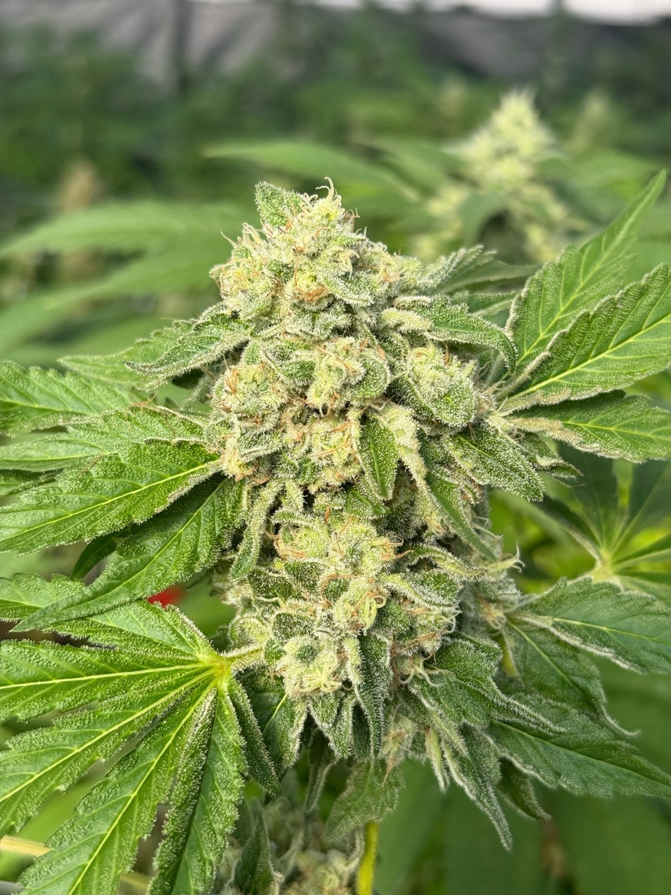 Seed Catalogue - 20+ Cannabis Strains | Haze Valley